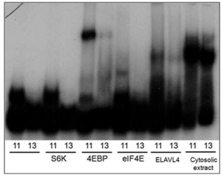 Audiograph of electrophoretic mobility shift assay using labeled RNA probes for the 11 and 13DNR DNR alleles, and purified candidate-binding proteins including S6K. Results confirm the binding for 4E-BP, elF4E, and ELAVL4, seen as band upshift from the unlabeled oligos.
